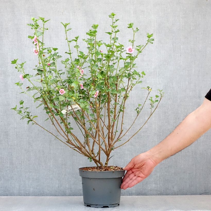 Anisodontea scabrosa Miss Pinky - Cape Mallow 3L/4L pot sample as delivered in spring