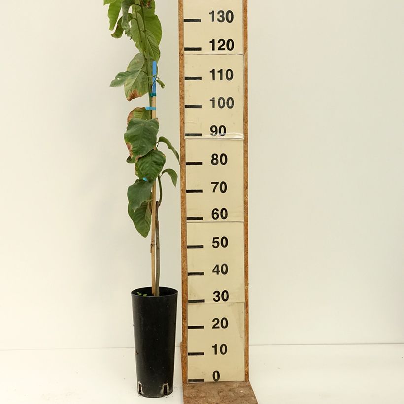 Annona cherimola  6L/7L pot sample as delivered in summer