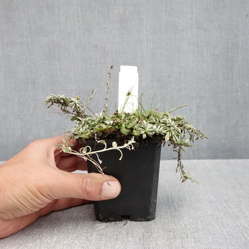 Antennaria dioica var. borealis 8/9 cm pot sample as delivered in autumn