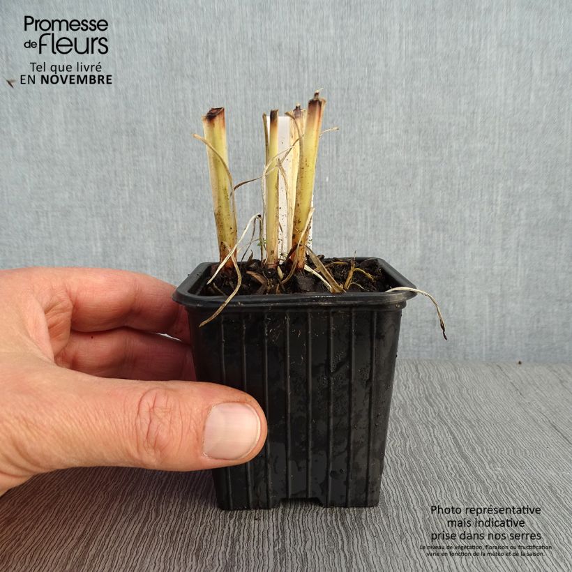 Anthericum saundersiae Starlight 8/9 cm pot sample as delivered in autumn