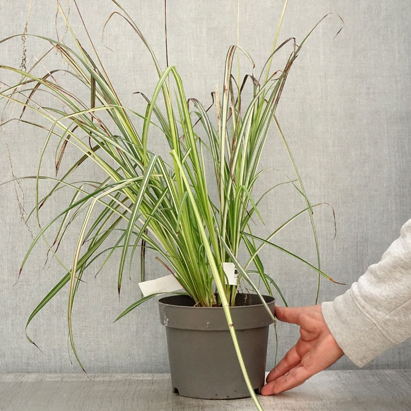 Anthericum saundersiae Starlight 1.5L/2L pot sample as delivered in autumn