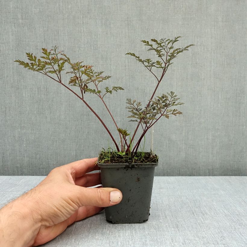 Anthriscus sylvestris Ravenswing 8/9 cm pot sample as delivered in autumn