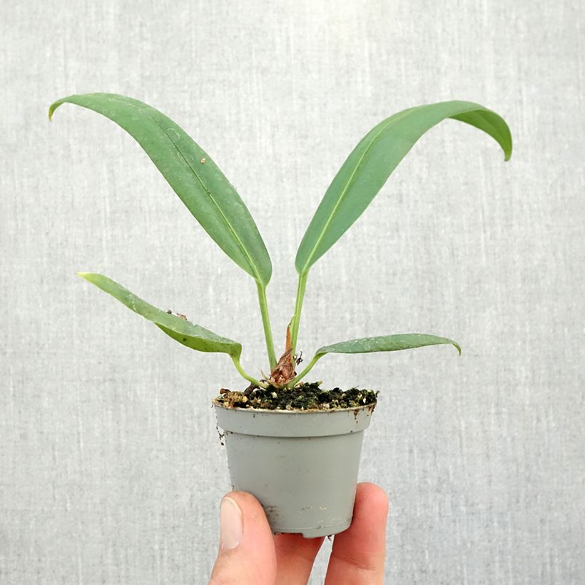 Anthurium bakeri - Flamingo Flower Mini-plante sample as delivered in autumn