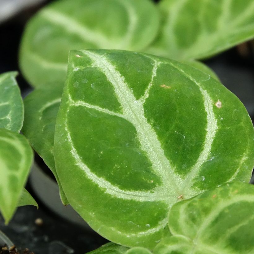 Anthurium x magnificum Dorayaki x magnificum (Foliage)