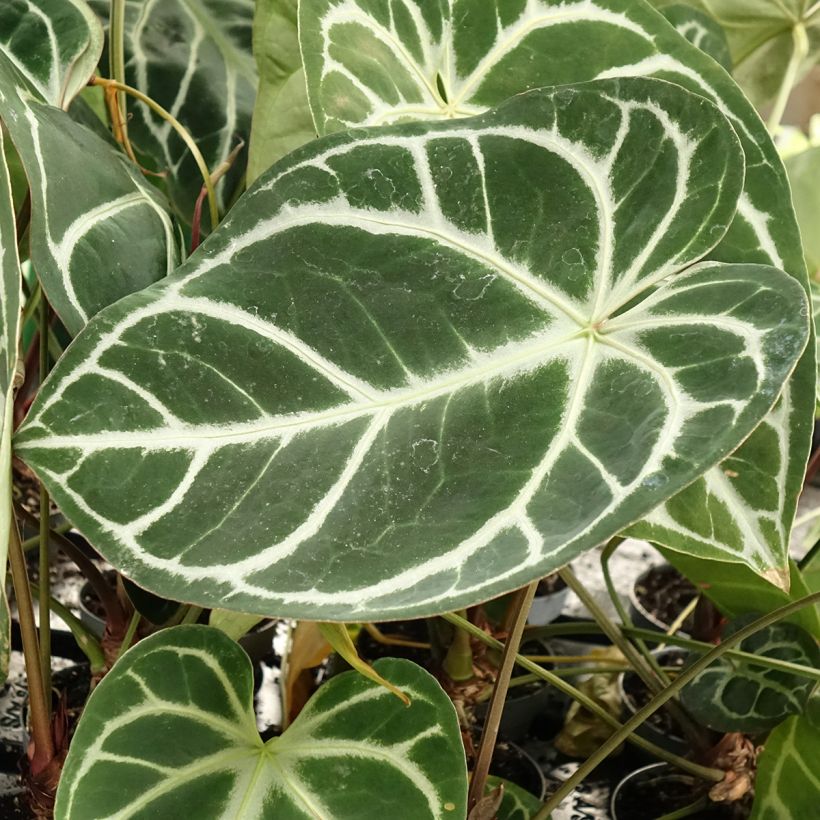 Anthurium magnificum (Foliage)