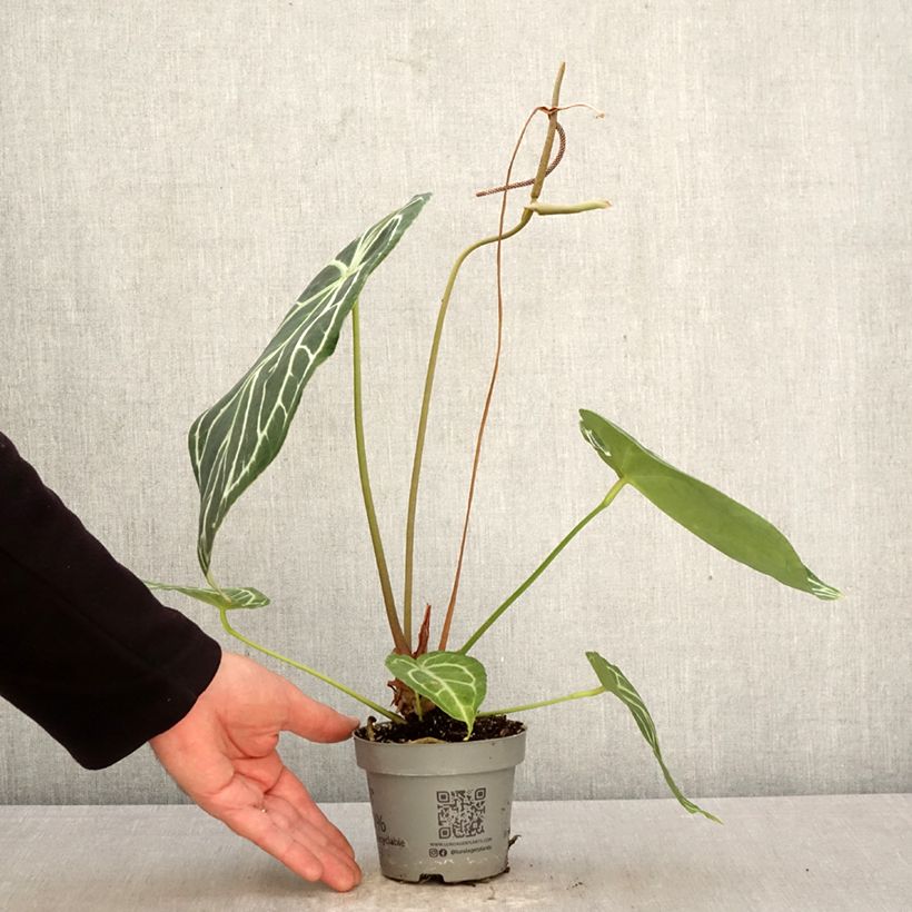 Anthurium magnificum 12cm pot sample as delivered in spring