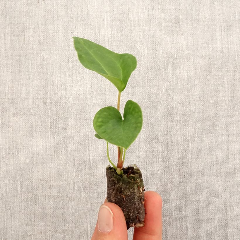 Anthurium magnificum x Dark Phoenix Mini-plante sample as delivered in spring