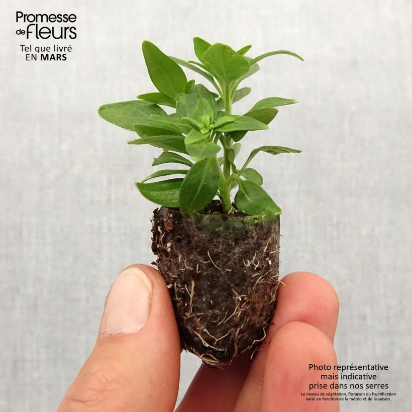 Antirrhinum majus Dazzling Lips Yellow Eye Plug plant 3/4cm sample as delivered in spring