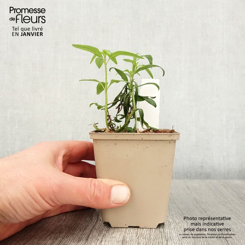 Antirrhinum majus Pretty in Pink 8/9 cm pot sample as delivered in winter