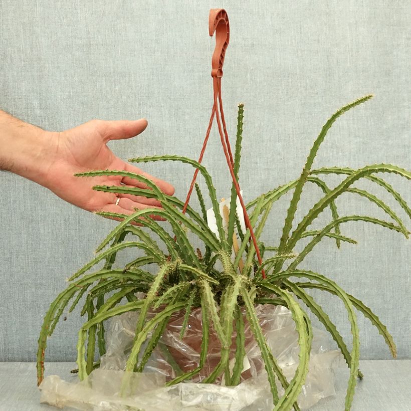 Rat tail cactus - Aporophyllum malisonii 2L/3L pot sample as delivered in summer