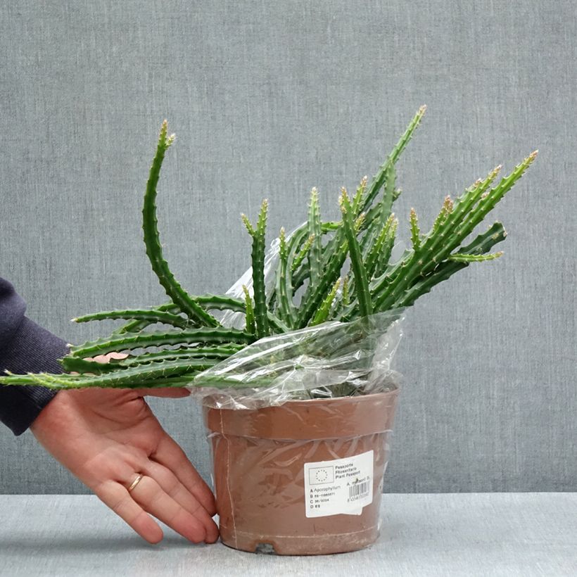 Rat tail cactus - Aporophyllum malisonii 2L/3L pot sample as delivered in spring