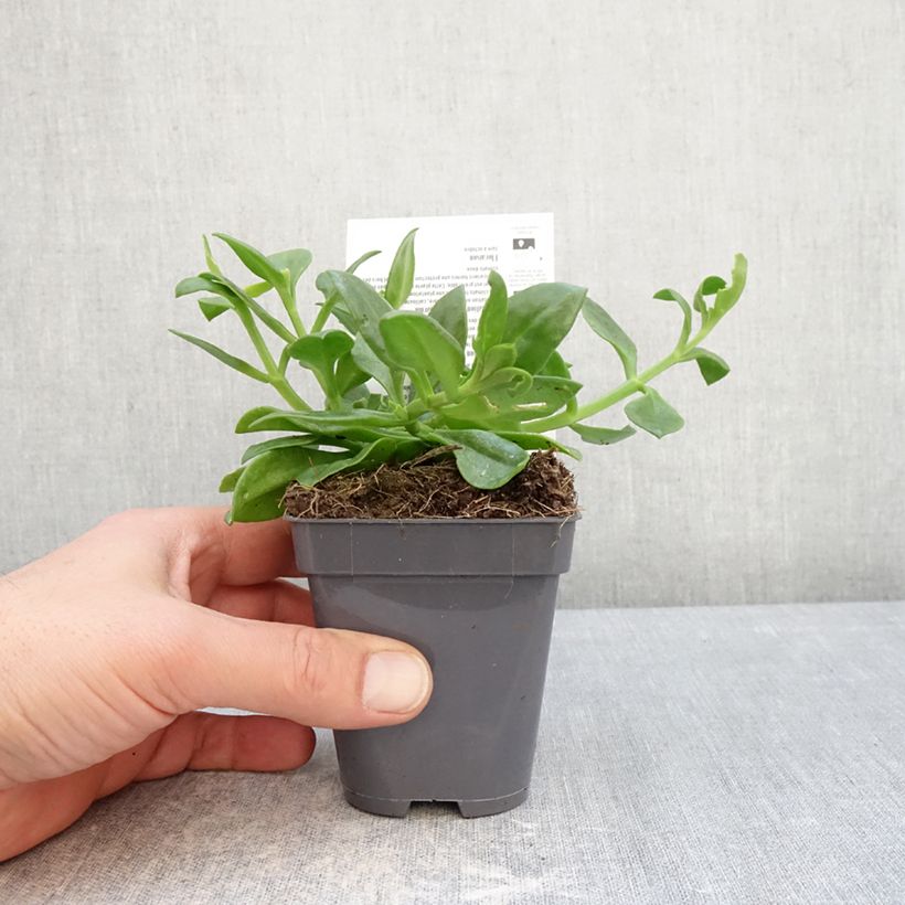 Aptenia cordifolia 8/9 cm pot sample as delivered in winter