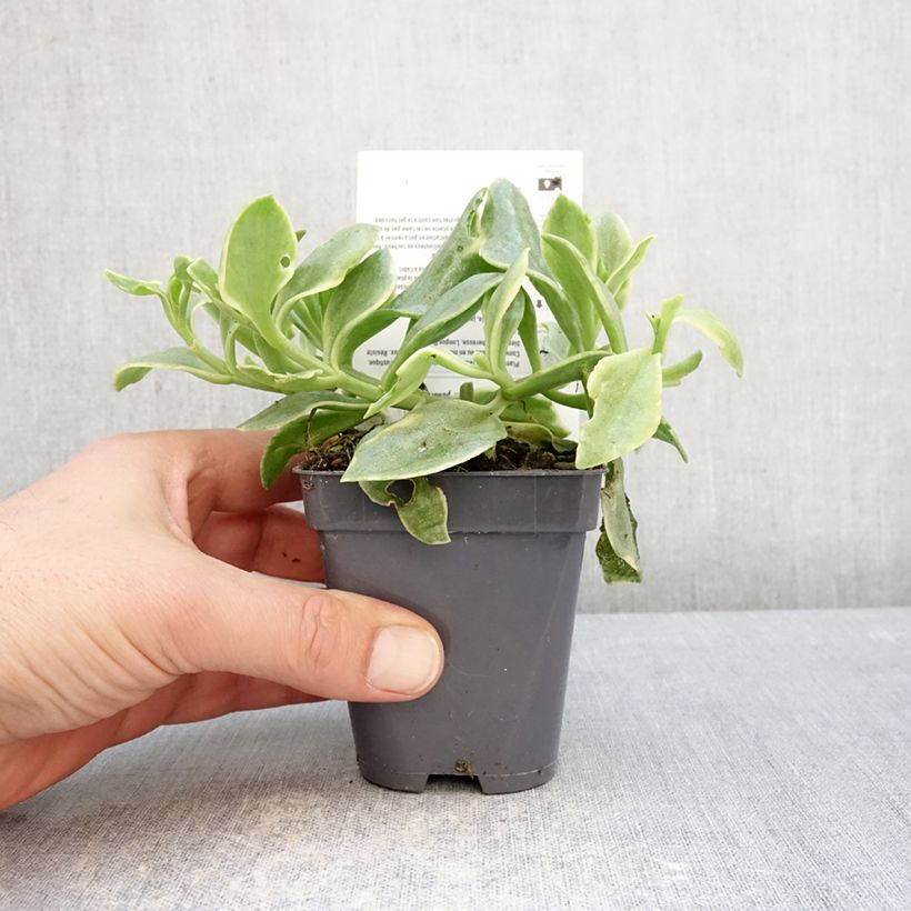 Aptenia cordifolia Variegata 8/9 cm pot sample as delivered in winter
