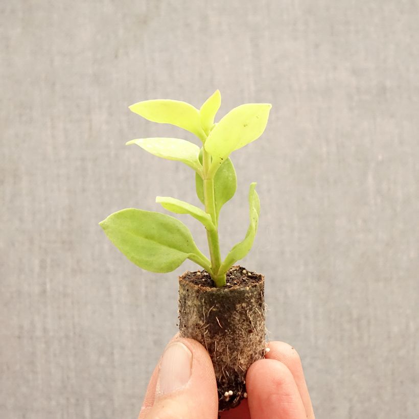 Aptenia cordifolia Golden Cascade - Baby sun rose Plug plant 3/4cm sample as delivered in spring