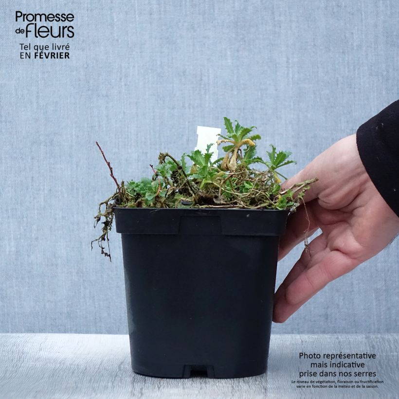 Arabis alpina subsp. caucasica Snowcap 2L/3L pot sample as delivered in winter