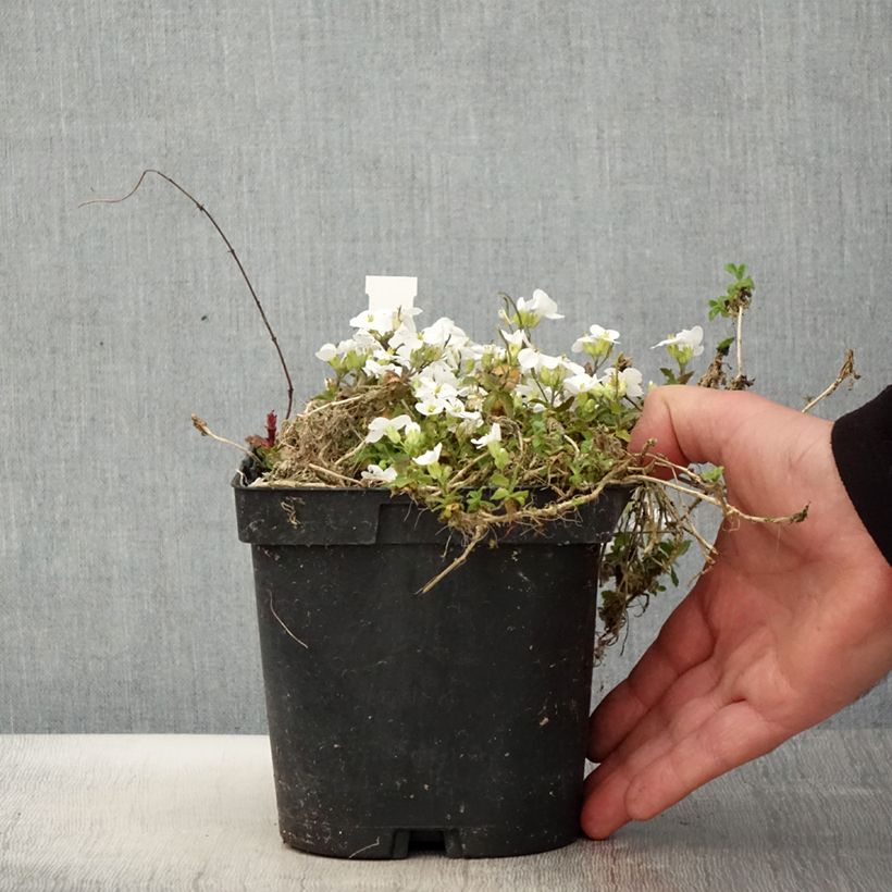 Arabis alpina subsp. caucasica Snowcap 2L/3L pot sample as delivered in spring
