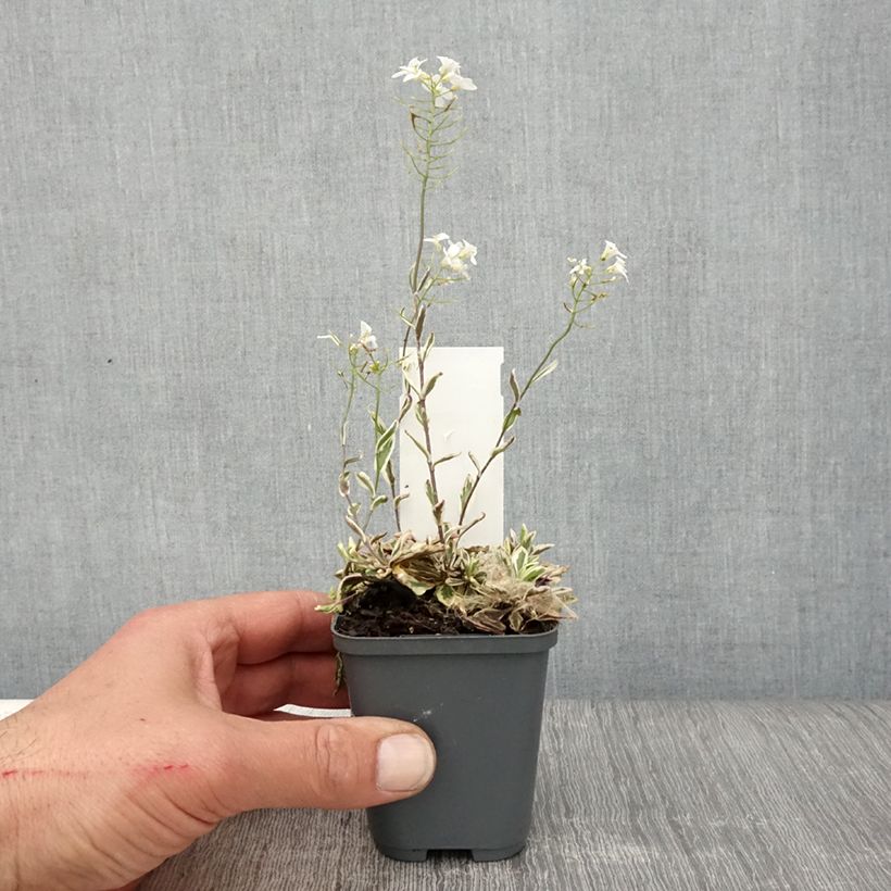 Arabis ferdinandi-coburgii 8/9 cm pot sample as delivered in spring
