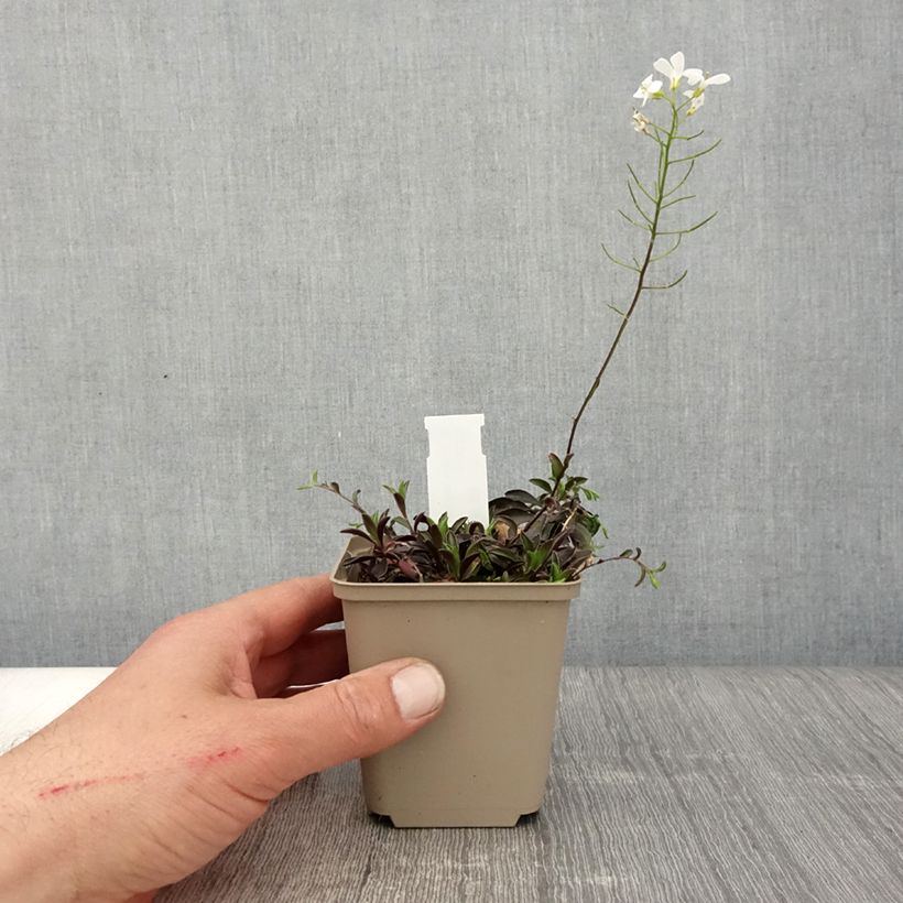 Arabis x suendermannii 8/9 cm pot sample as delivered in spring