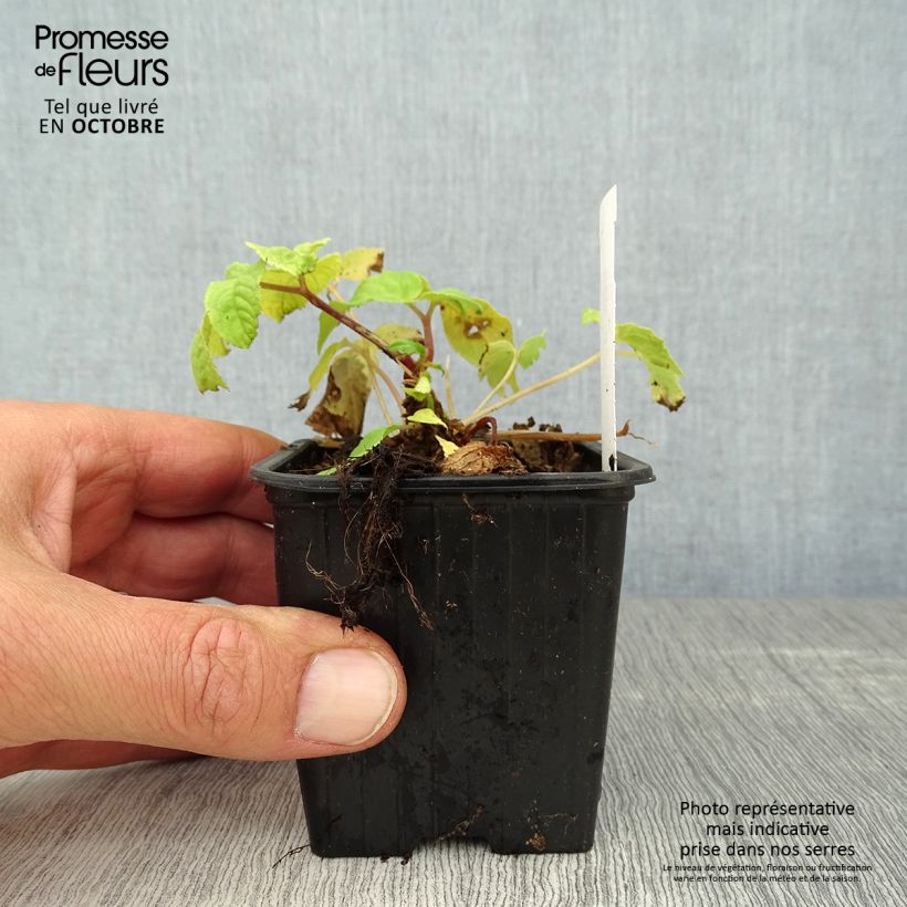 Aralia cordata Sun King 8/9 cm pot sample as delivered in autumn