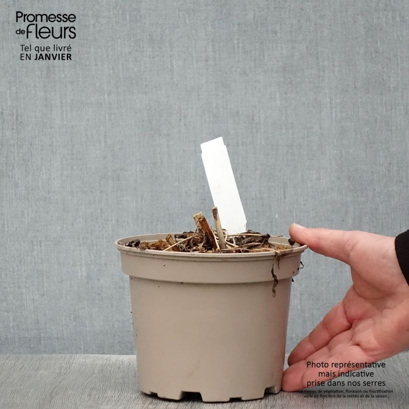 Aralia cordata Sun King 2L/3L pot sample as delivered in winter