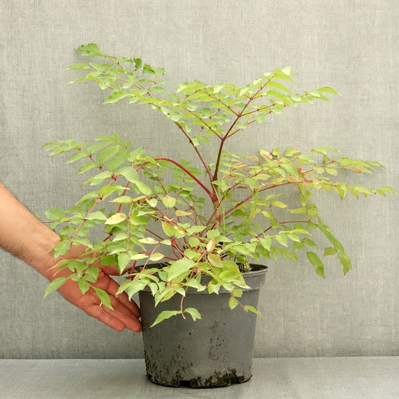 Aralia elata 3L/4L pot sample as delivered in summer