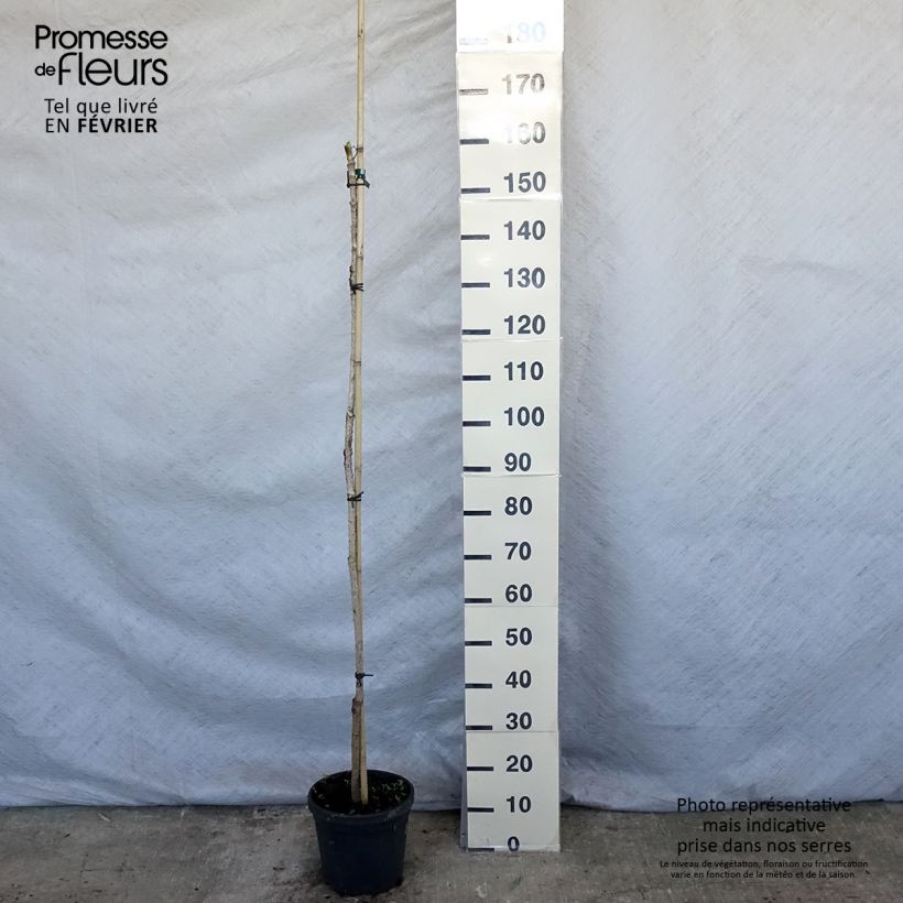 Aralia elata 3L/4L pot sample as delivered in winter