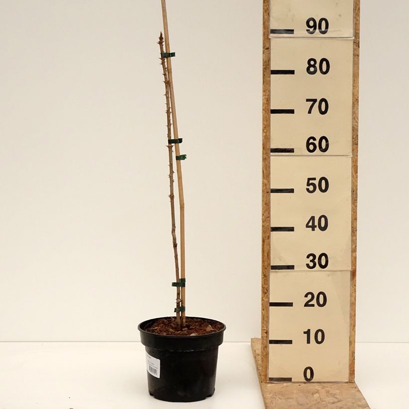 Aralia elata 3L/4L pot sample as delivered in spring