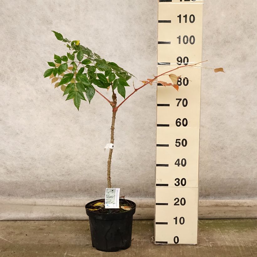 Aralia elata Golden Umbrella 7.5L/10L pot sample as delivered in autumn