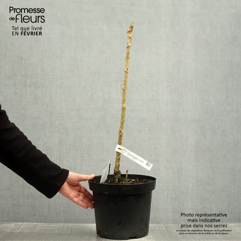 Aralia elata Golden Umbrella 7.5L/10L pot sample as delivered in winter