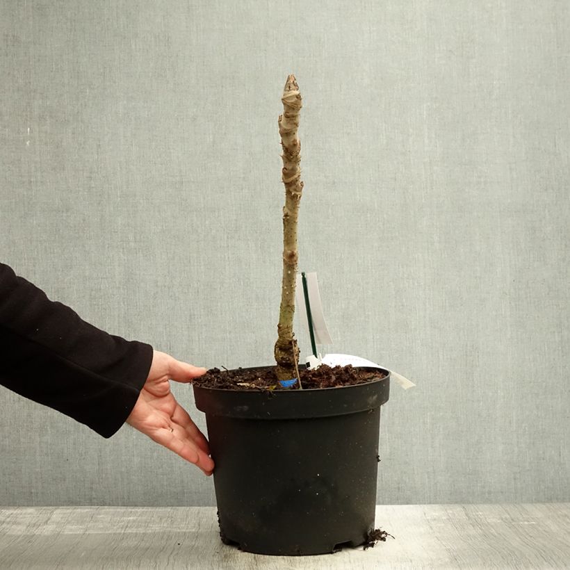 Aralia elata Silver Umbrella 7.5L/10L pot sample as delivered in autumn