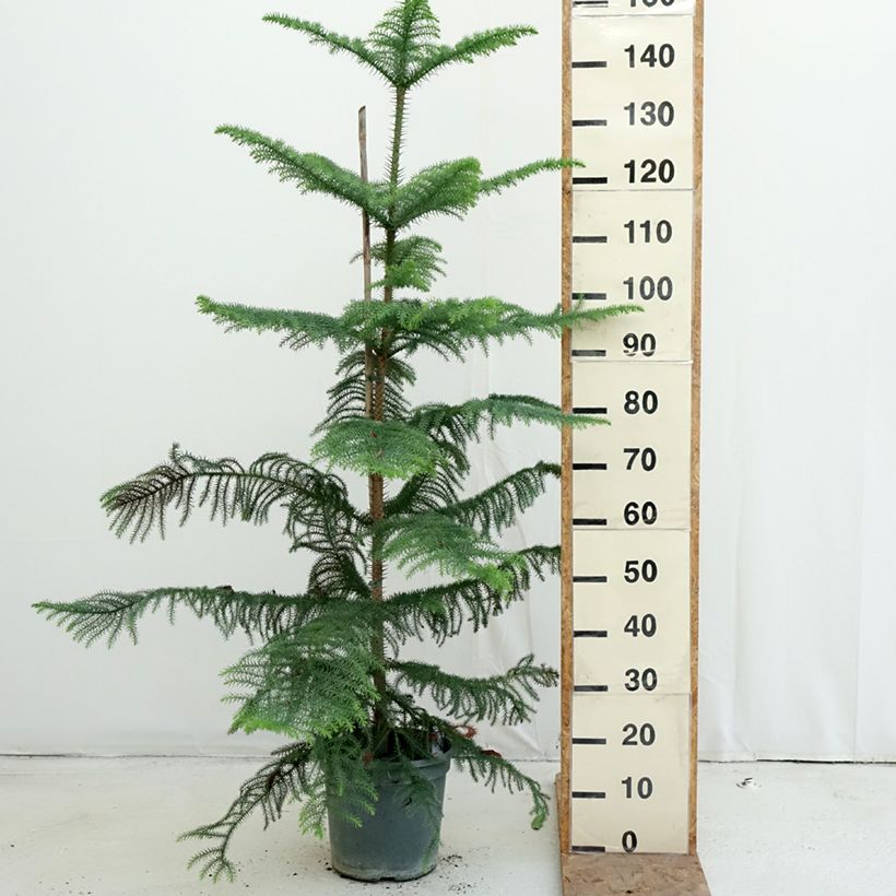 Araucaria heterophylla - Norfolk Island pine 7.5L/10L pot sample as delivered in autumn