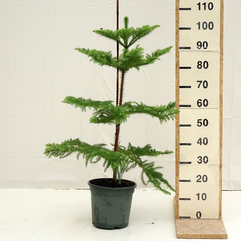 Araucaria heterophylla - Norfolk Island pine 7.5L/10L pot sample as delivered in spring