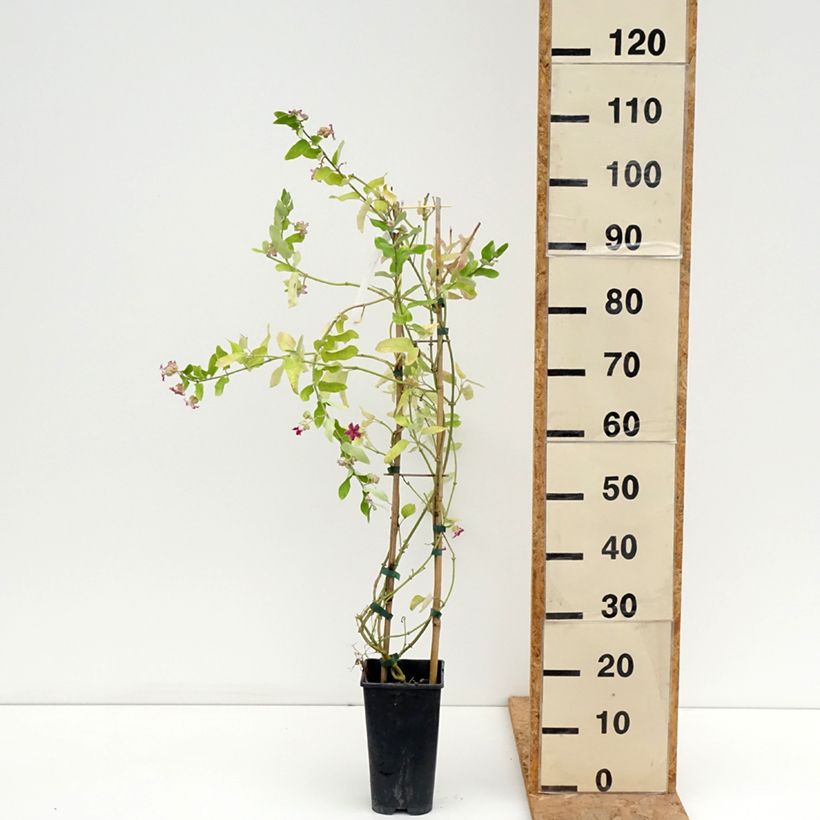 Araujia sericifera  2L/3L pot sample as delivered in summer