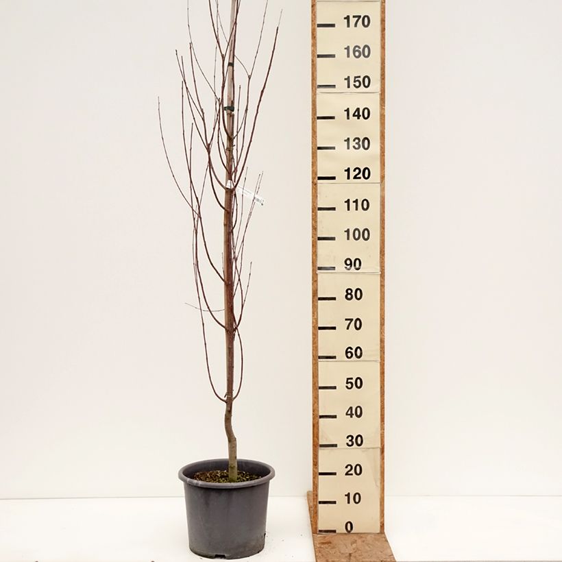 Cercidiphyllum japonicum Chameleon 7.5L/10L pot sample as delivered in winter