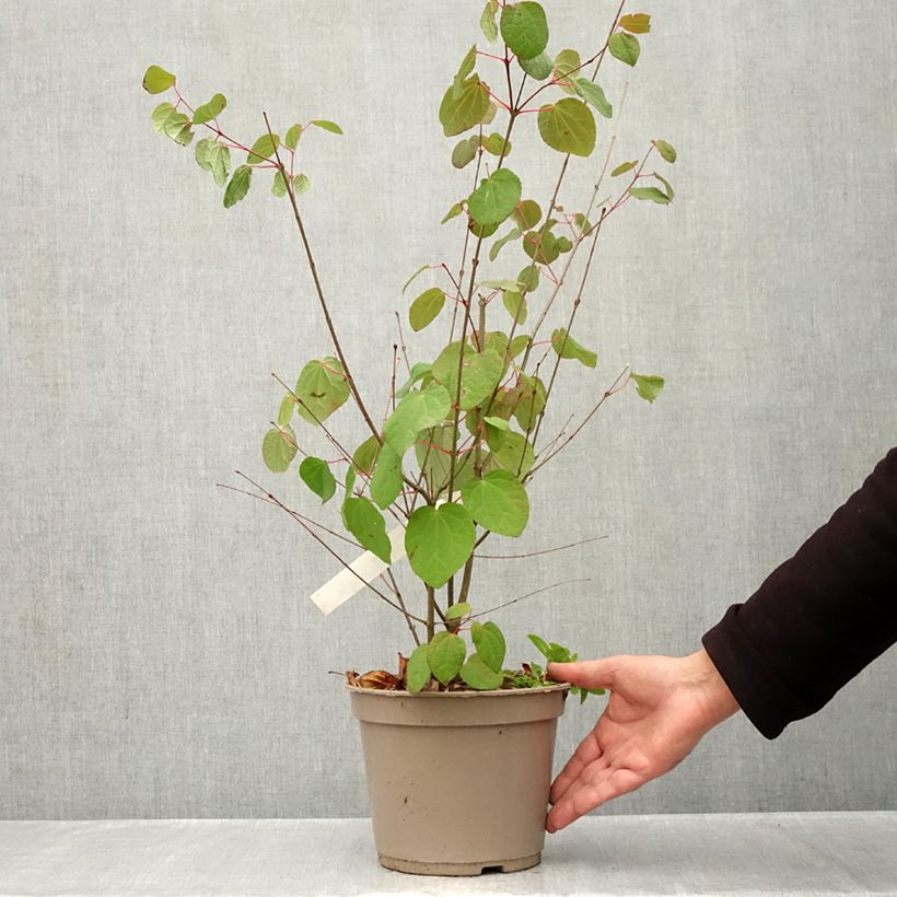 Cercidiphyllum japonicum Ra - Katsura tree 4L/5L pot sample as delivered in autumn