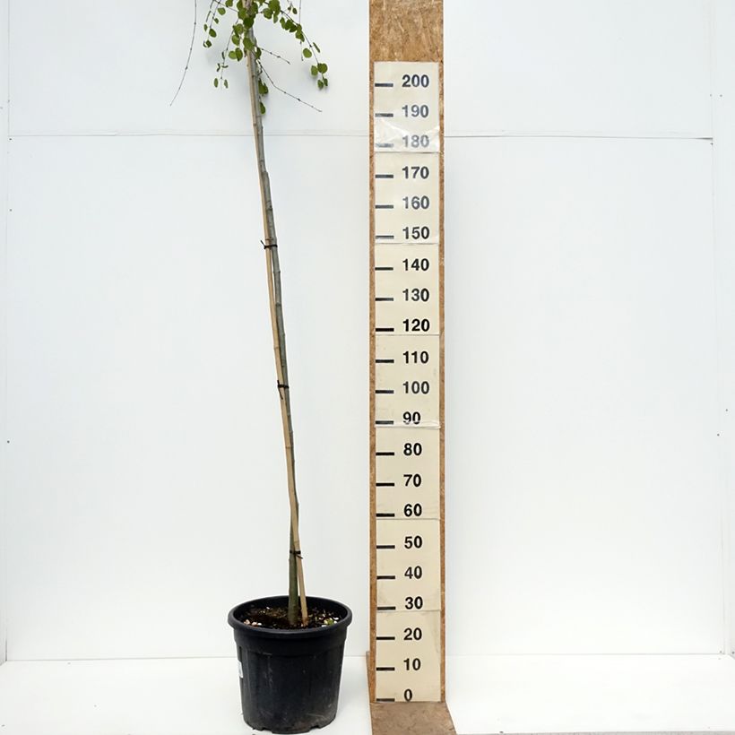 Cercidiphyllum japonicum Morioka Weeping - Katsura tree 30L/35L pot, Standard sample as delivered in spring