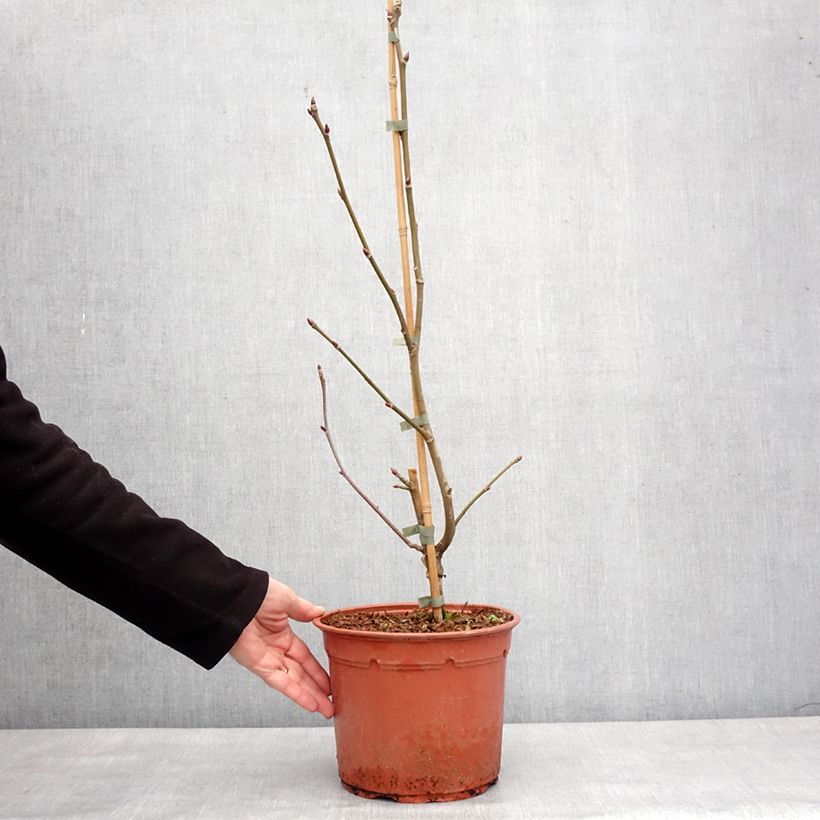 Davidia involucrata Lady Dahlia 7.5L/10L pot sample as delivered in winter