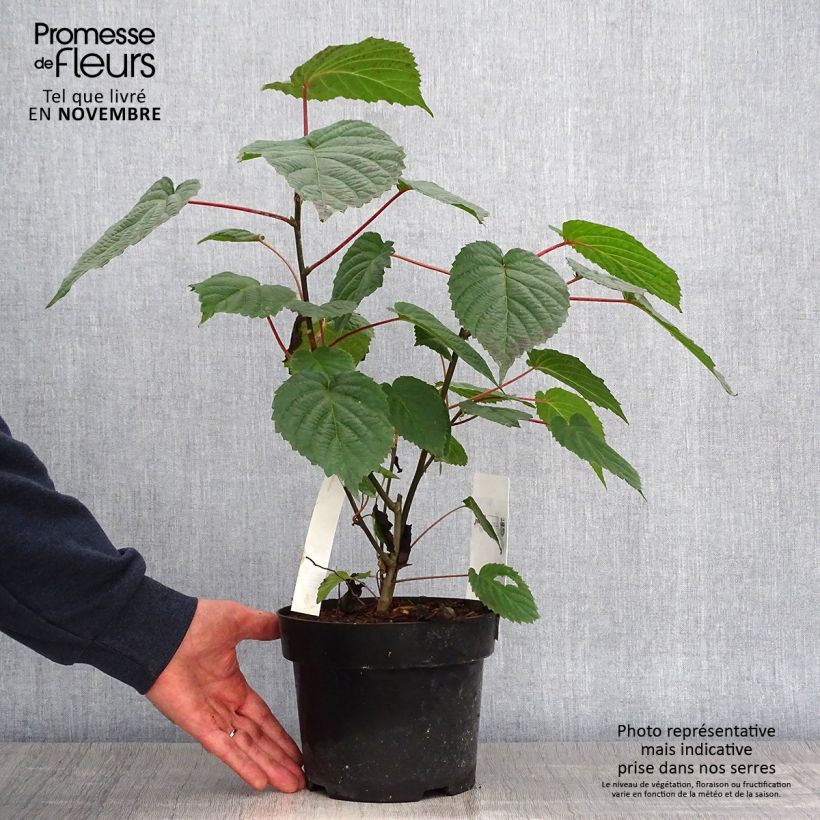 Davidia involucrata var. vilmoriniana - Dove Tree 3L/4L pot sample as delivered in autumn