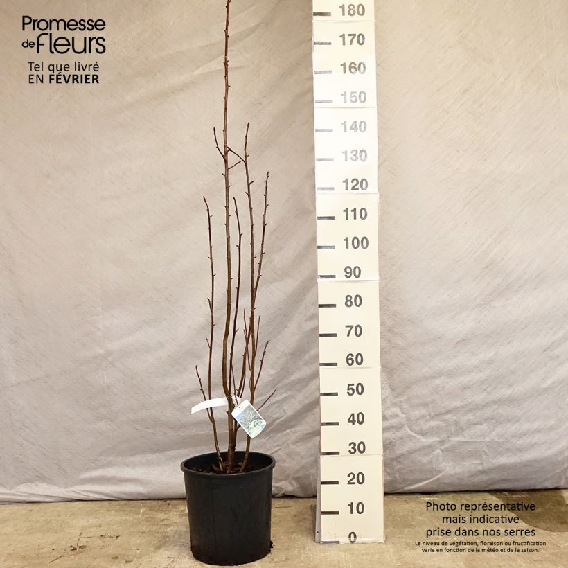 Davidia involucrata var. vilmoriniana - Dove Tree 18L/20L pot sample as delivered in winter