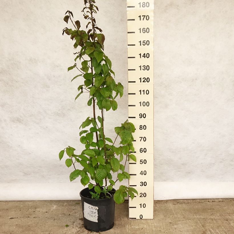 Davidia involucrata var. vilmoriniana - Dove Tree 18L/20L pot sample as delivered in spring