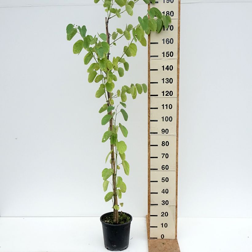 Bauhinia purpurea - Orchid tree 7.5L/10L pot sample as delivered in autumn