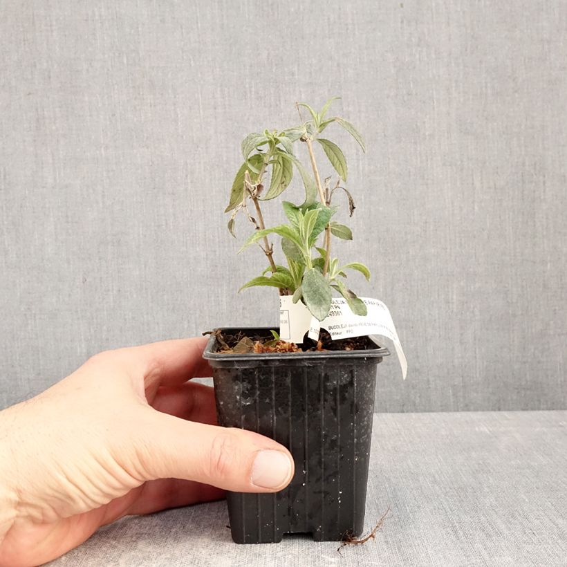 Buddleja 'Boscranz' Red - Butterfly bush 8/9 cm pot sample as delivered in winter