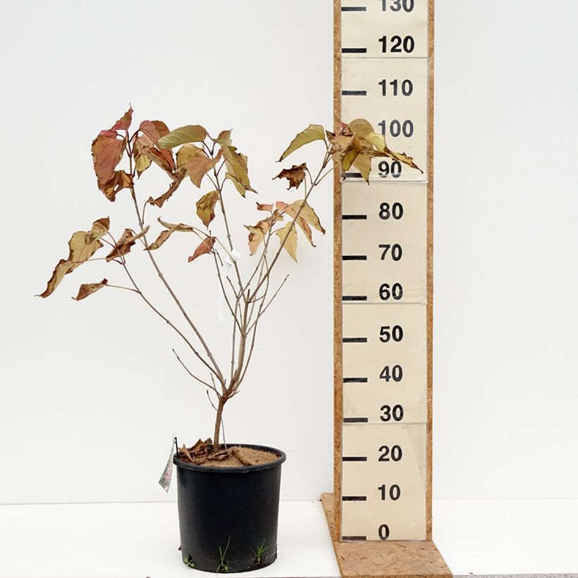 Clerodendrum trichotomum 7.5L/10L pot sample as delivered in autumn