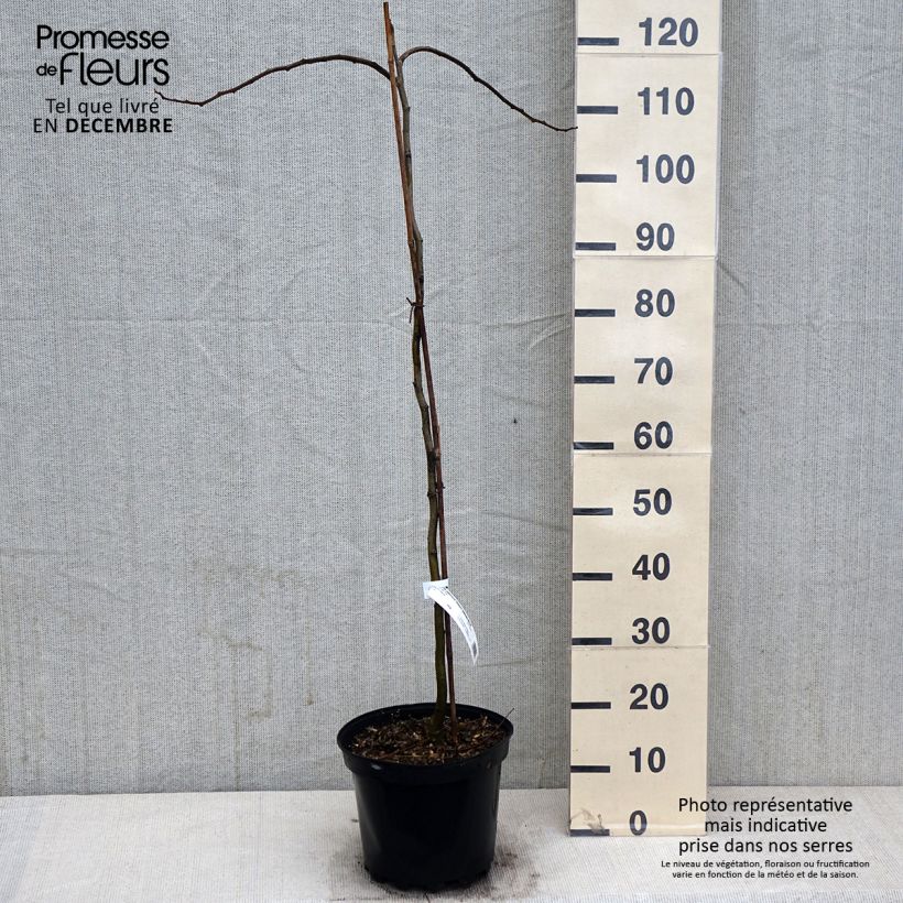 Albizia julibrissin Shidare 7.5L/10L pot sample as delivered in autumn