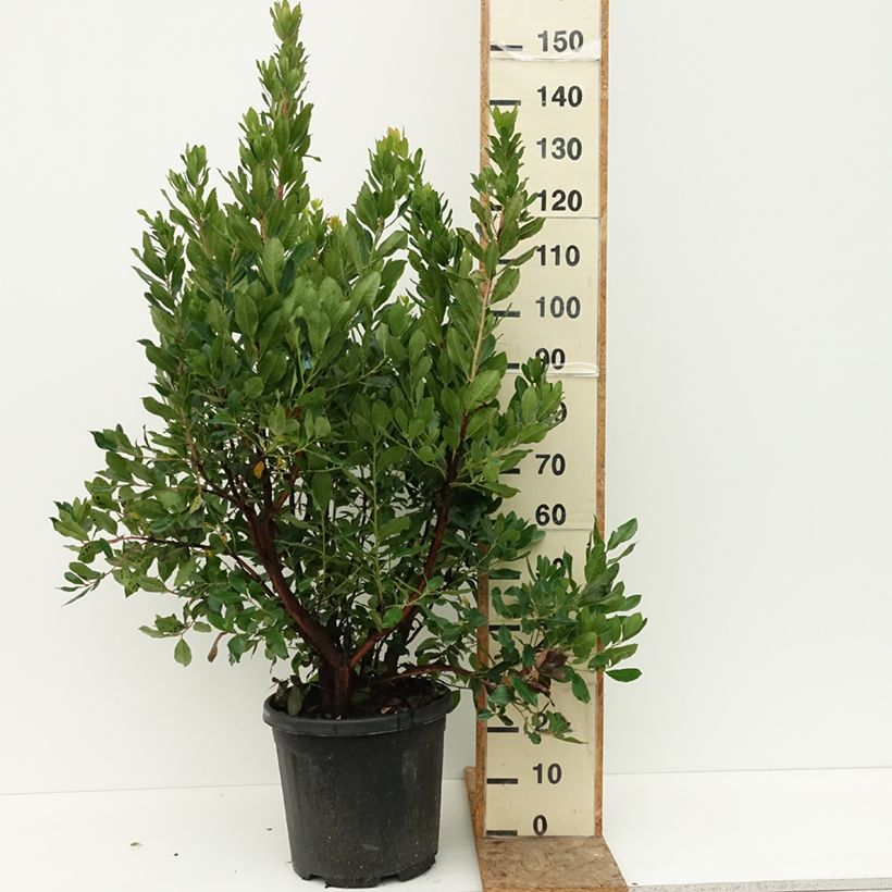 Arbutus unedo - Strawberry tree 18L/20L pot sample as delivered in summer