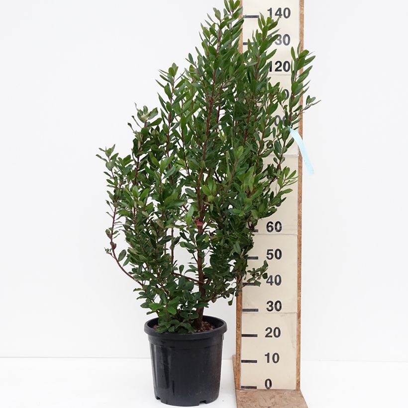 Arbutus unedo - Strawberry tree 18L/20L pot sample as delivered in winter