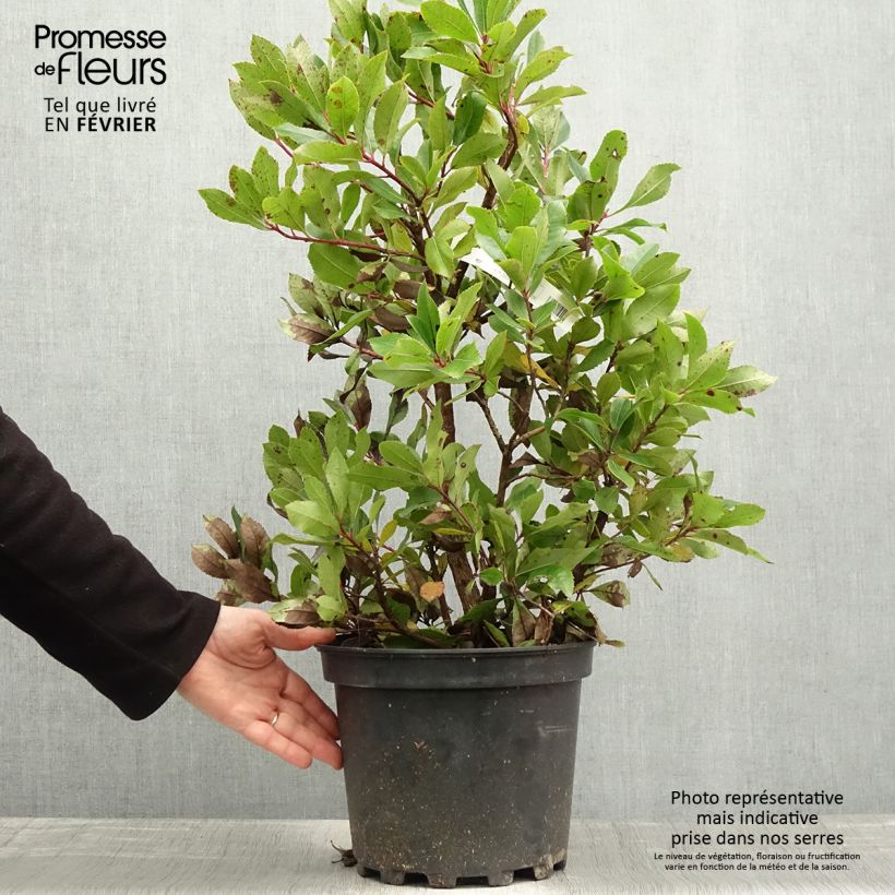 Arbutus unedo Compacta - Strawberry tree 7.5L/10L pot sample as delivered in winter