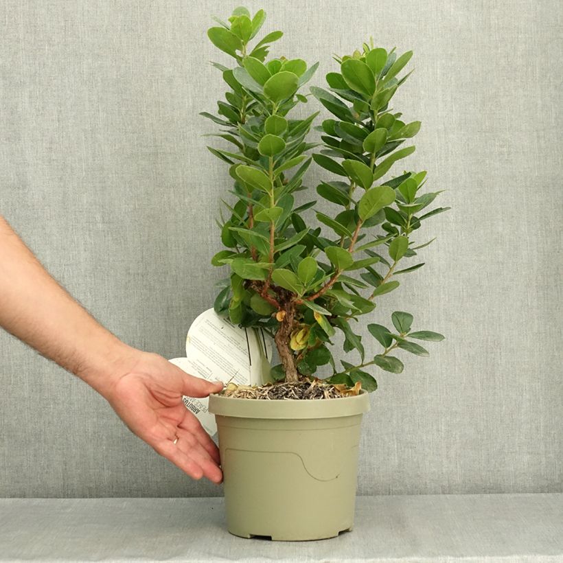 Arbutus unedo Peace and Love - Strawberry tree 2L/3L pot sample as delivered in summer