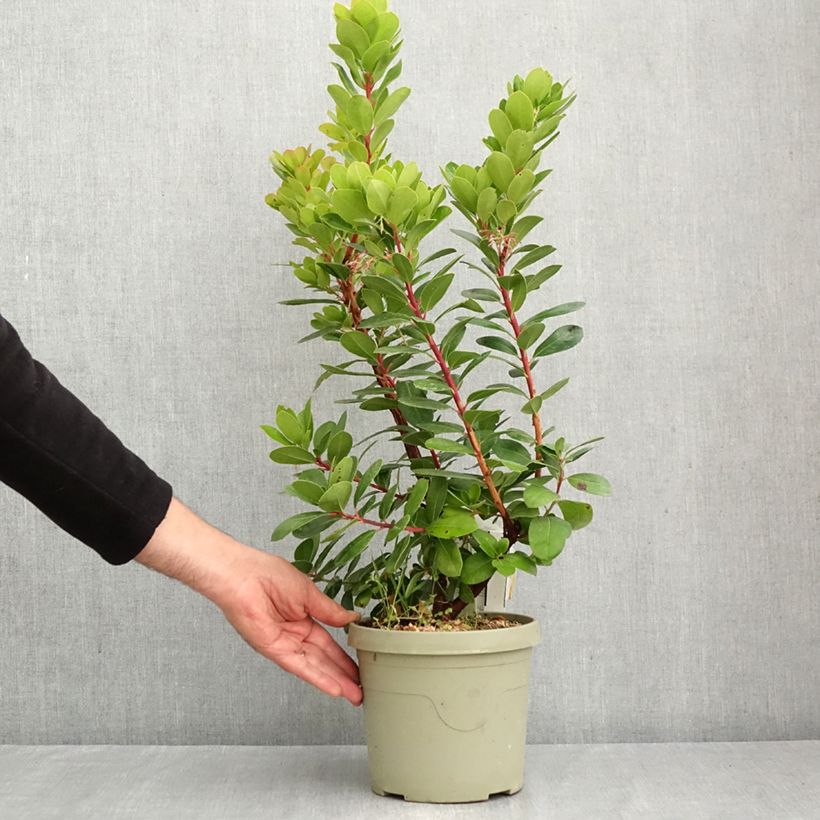 Arbutus unedo Peace and Love - Strawberry tree 3L/4L pot sample as delivered in autumn