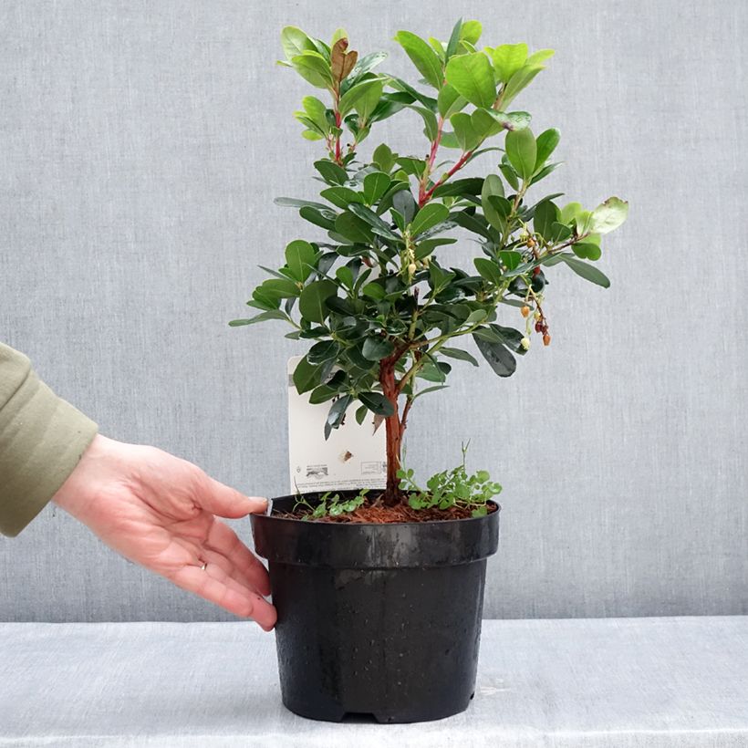 Arbutus unedo Peace and Love - Strawberry tree 3L/4L pot sample as delivered in winter